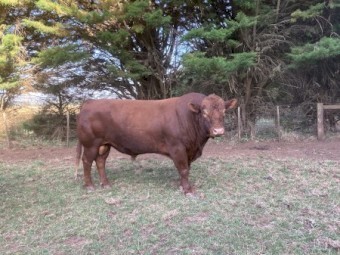 Angus Bull