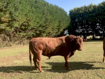 Angus Bull