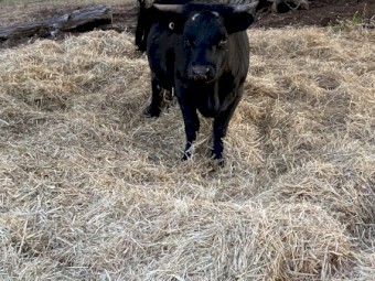 Dexter Heifer