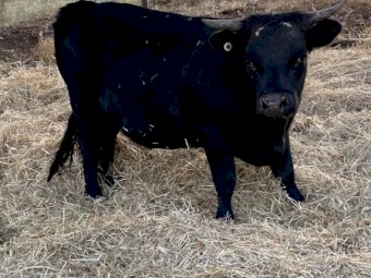 Dexter Heifer