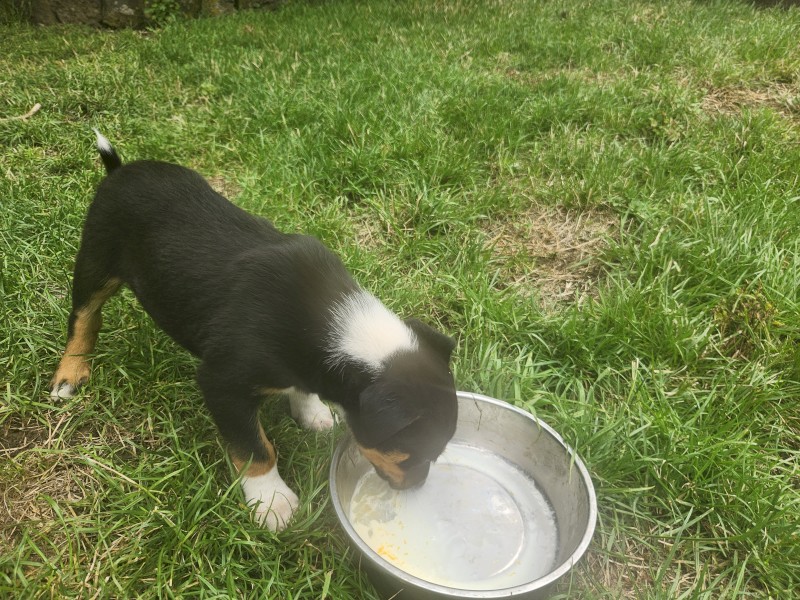 Black and Tan Kelpie/Collie Cross Pups