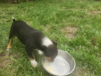 Black and Tan Kelpie/Collie Cross Pups