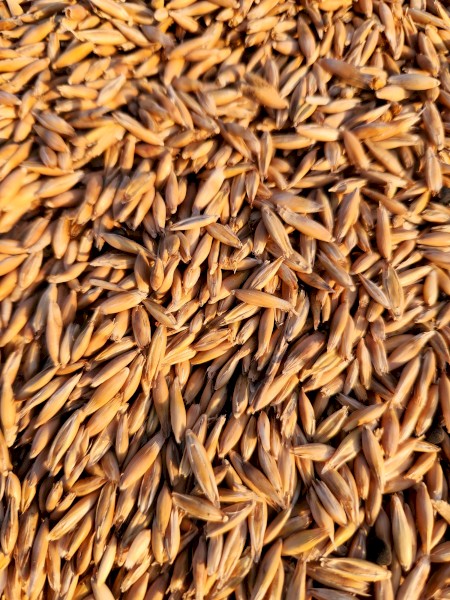 70mt Winteroo Oats