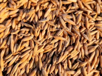 70mt Winteroo Oats