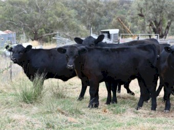 74 Pure Angus Cows PTIC to Angus Bulls