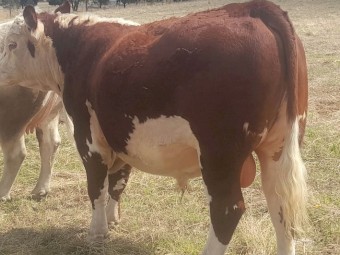 18 month old stud registered Poll Hereford Bull