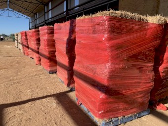 Lucerne Hay