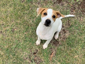 Pure Bred Smooth Coat Jack Russell