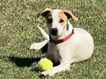 Pure Bred Smooth Coat Jack Russell