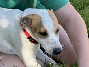 Pure Bred Smooth Coat Jack Russell