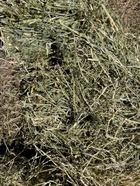 Lucerne / Rye Grass Hay in Small Squares