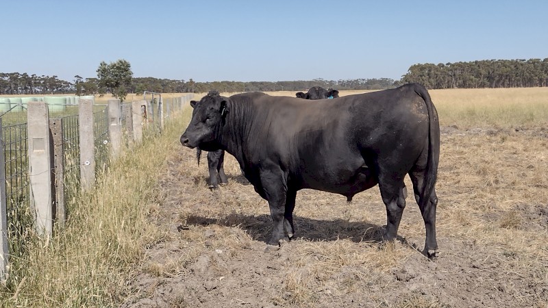 Angus Bull