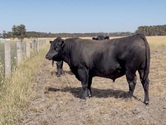 Angus Bull