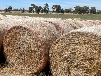 Lucerne, Clover & Tall Fescue mix pasture Hay 