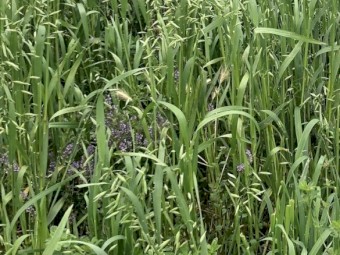 Fresh Oaten Lucerne Hay