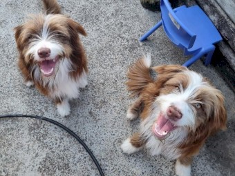 2 Red Border Collies X Tasmanian Smithfield
