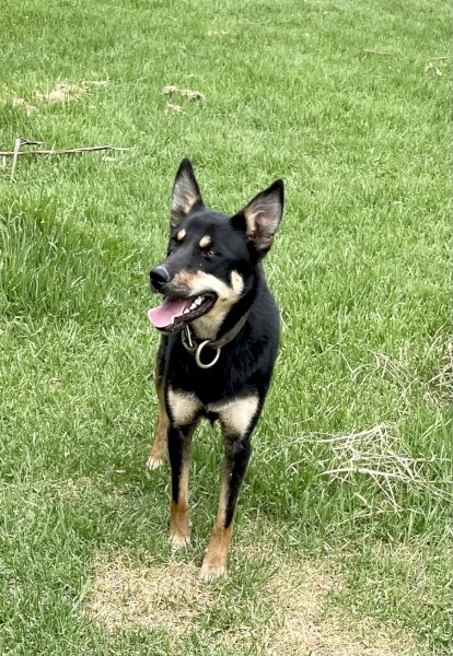 Kelpie female 1 year old 