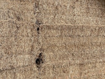 200tn Vetch Hay 600kg 8x4x3 Bales