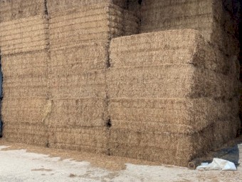 200tn Vetch Hay 600kg 8x4x3 Bales