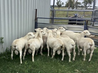Aussie White Rams