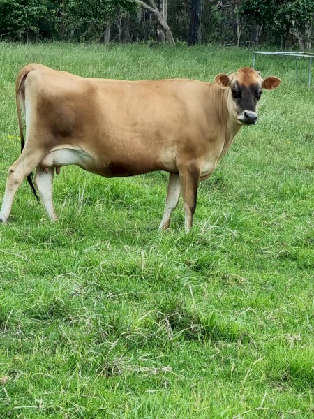  Jersey A2 A2 house cow in milk