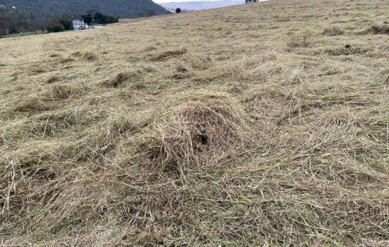 500 x Rye Grass Hay 5x4 Round Bales