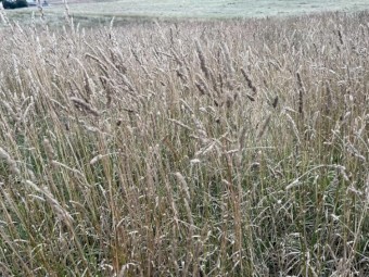 500 x Rye Grass Hay 5x4 Round Bales