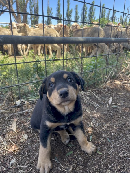 Kelpie Huntaway 