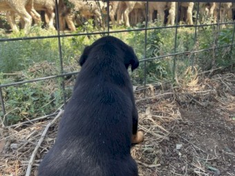 Kelpie Huntaway 