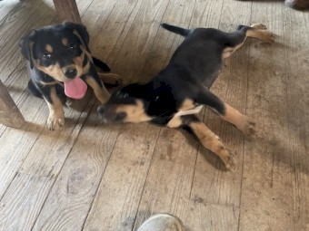 Kelpie Huntaway 