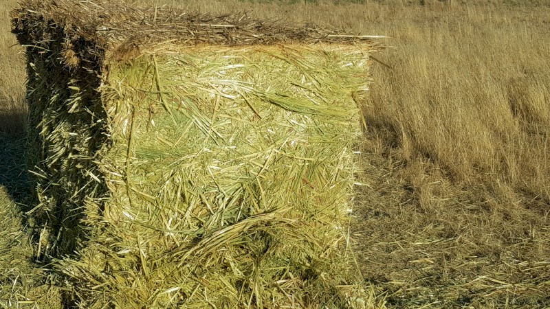 Oaten Hay 8x4x3 Bales (New Season 22/23)