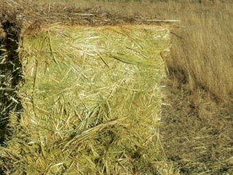 Oaten Hay 8x4x3 Bales (New Season 22/23)