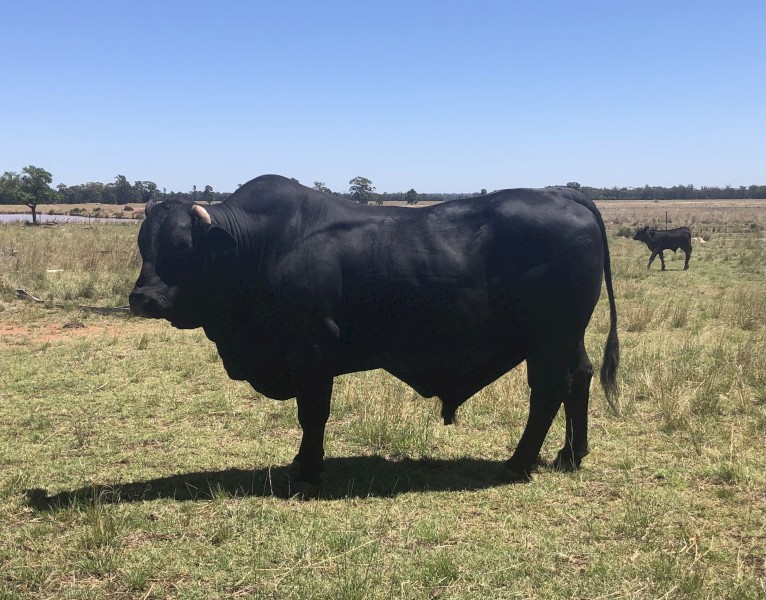 Brangus bull