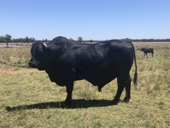 Brangus bull