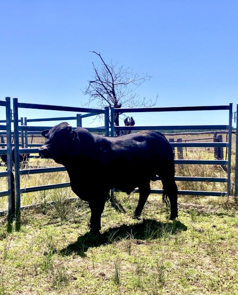 Brangus bull