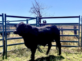 Brangus bull