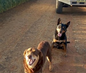 1 kelpie pup left 