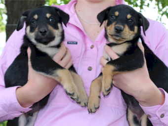 Quality Pure Bred Kelpie Pups For Sale