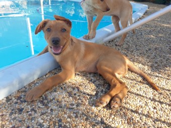 Purebred Kelpie Pups (5 Male / 3 Females)