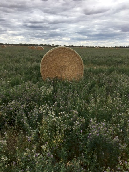 Lucerne/Rye mix