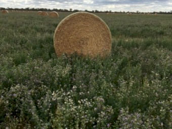 Lucerne/Rye mix