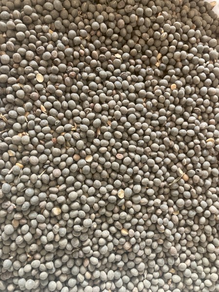 100mt Timok Vetch Seed
