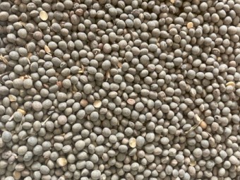 100mt Timok Vetch Seed
