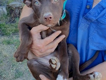 3 Kelpie Pups 