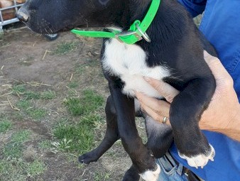 3 Kelpie Pups 