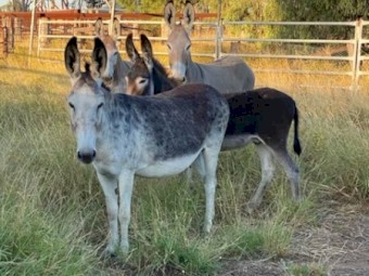Guardian Donkeys for sheep and Cattle 
