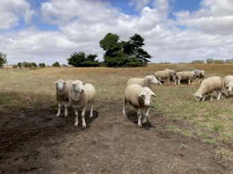 White Suffolk Rams 