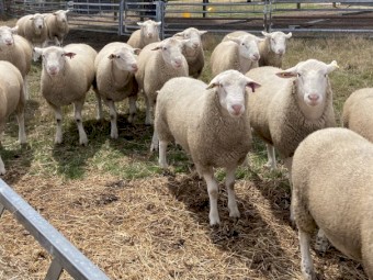 White Suffolk Rams 