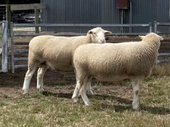 White Suffolk Rams 
