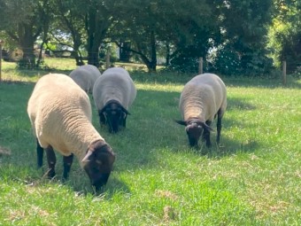 Pure bred Suffolk rams